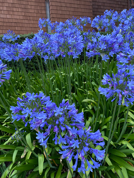 photo of agapanthus