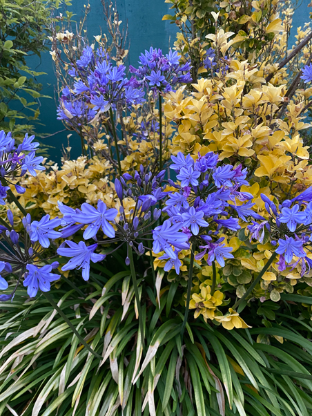 photo of agapanthus