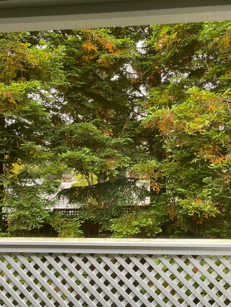 photo of redwood trees outside a bedroom window