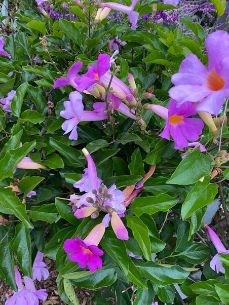 photo of big pink flowers