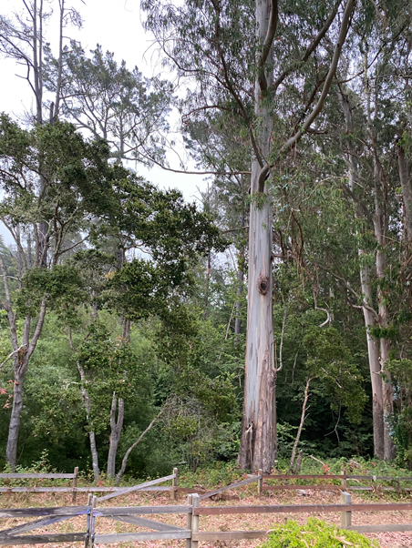 photo of a eucalyptus grove
