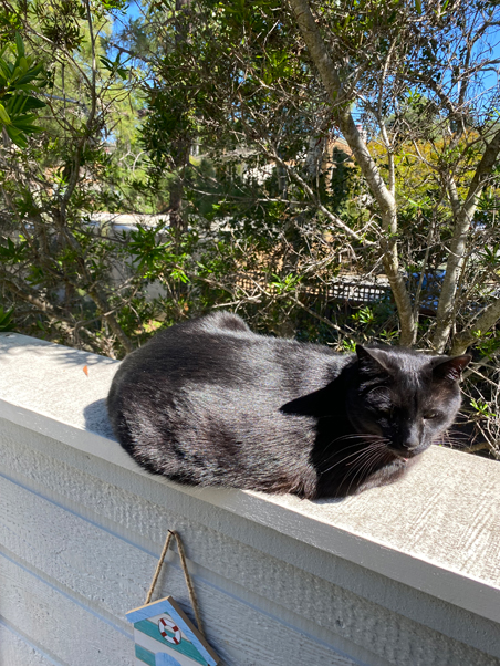 photo of black cat and half dead tree