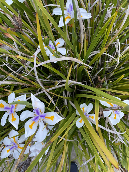 photo of white flowers