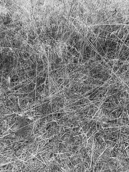 black and white photo of dead grasses