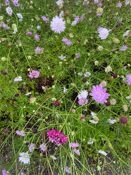 photo of little pink flowers