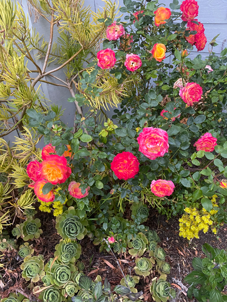 photo of little pink roses