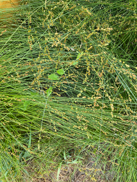 photo of grasses