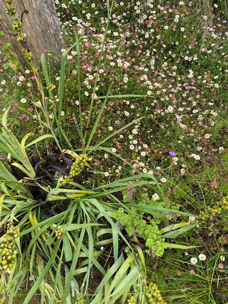 photo of mixed plants