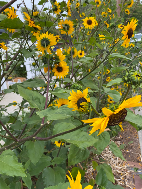 photo of sunflowers