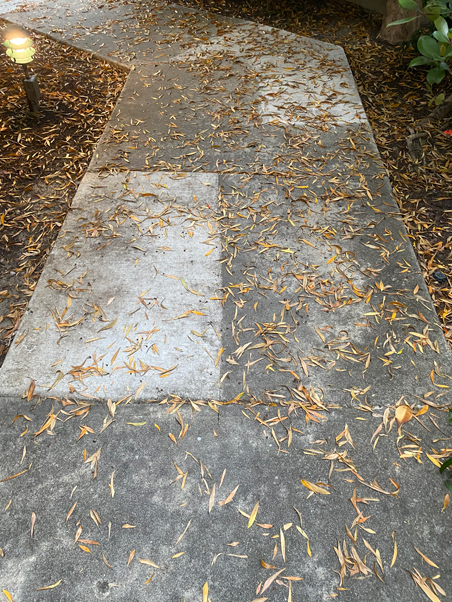 photo of a walkway with leaves