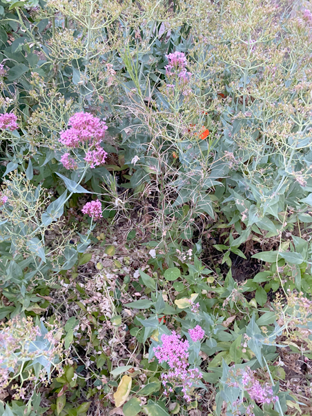 photo of sedum with one nasturtium