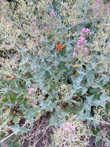 photo of sedum and nasturtiums