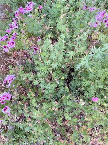 photo of a bush with pink flowers