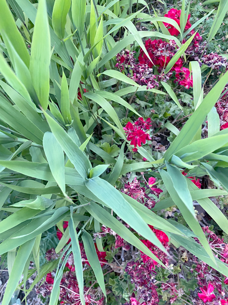 photo of red flowers with leaves