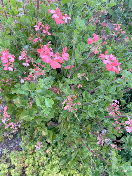 photo of geraniums