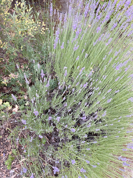 photo of a lavendar bush