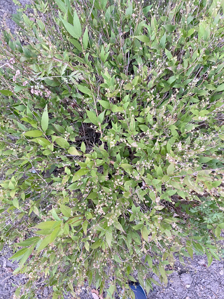 photo of a tiny bush with white flowers