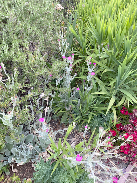 photo of mixed plants