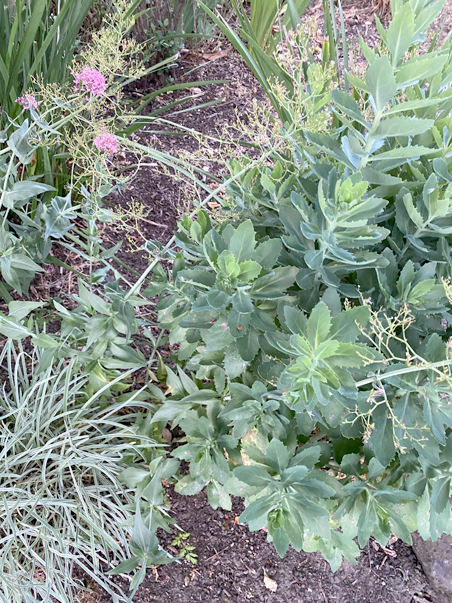 photo of plants with sedum on the left