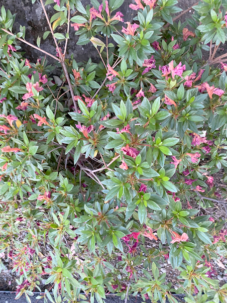 photo of the front yard hedge