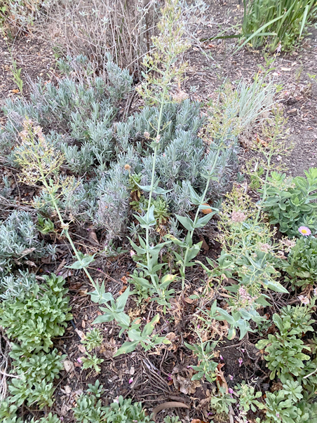 photo of plants with sedum on the left