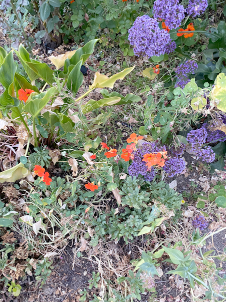 photo of purple and orange plants