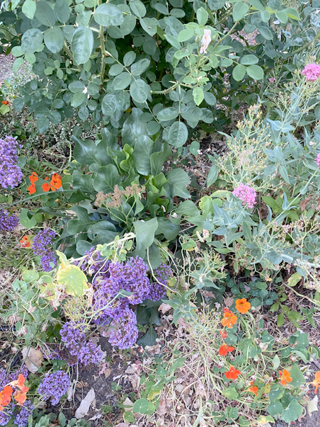 photo of mixed plants with sedum