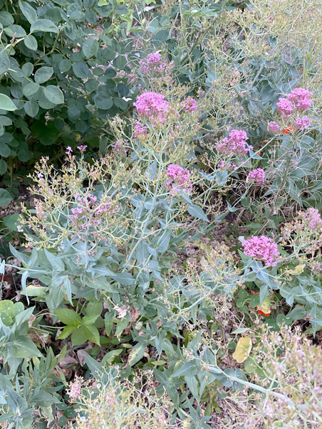 photo of sedum blooming