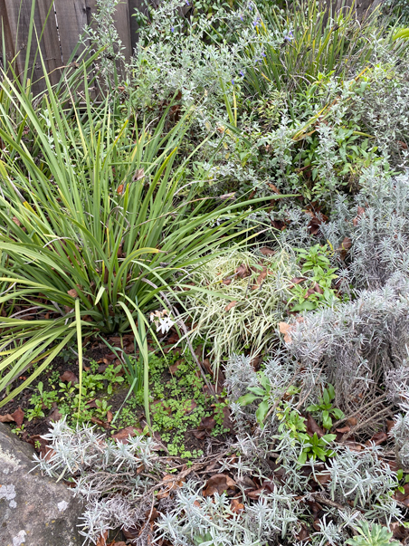 photo of a garden with a lily on the left