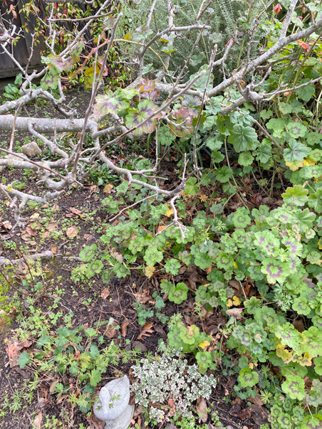 photo of mums with tree