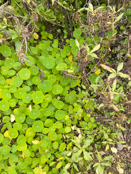 photo of nasturtiums