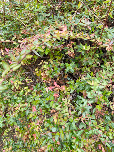 photo of pink flowers