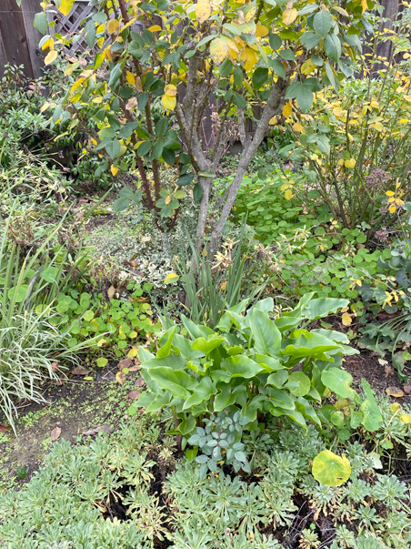 photo of calla lilies in the center