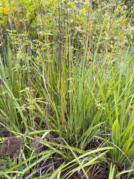 photo of grasses
