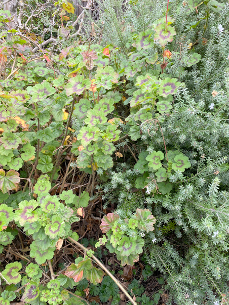 photo of lavendar and mums number two