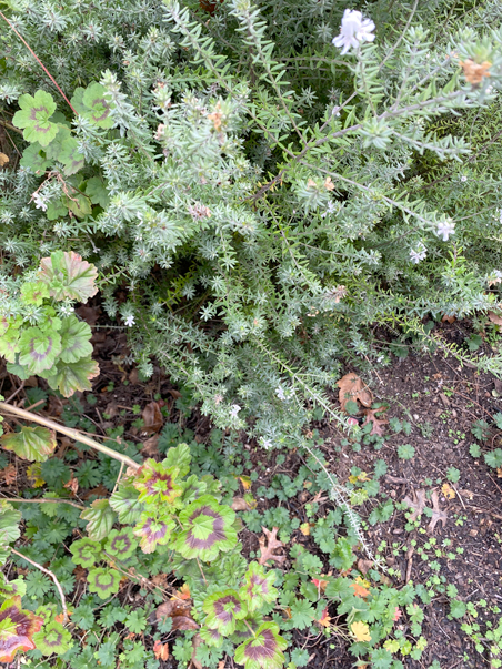 photo of lavendar and mums