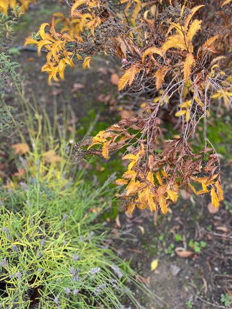 photo of golden leaves