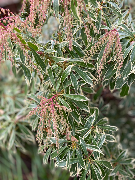 photo of a pink plant