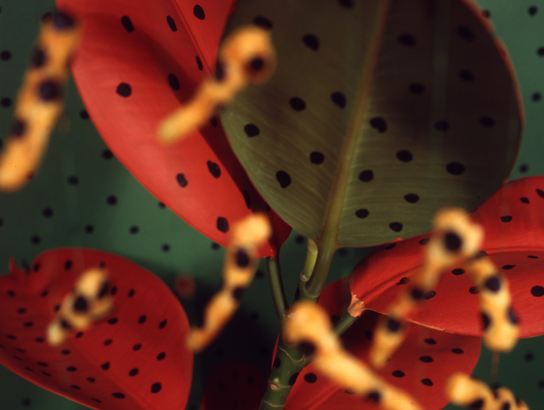 photo of an orange plant