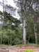 photo of eucalyptus grove