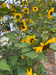 photo of sunflowers