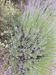 photo of lavendar bush