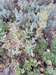 photo of sedum with slight bloom