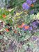 photo of mixed plants purple and orange