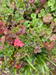 photo of geranium