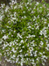 photo of small white flowers