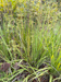 photo of grasses number two