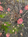 photo of pink hydrangeas